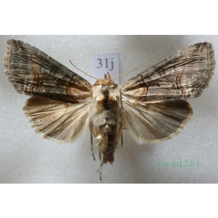 Abrostola triplasia (Linnaeus, 1758) Zgrzeblica trojaczka Czech31j
